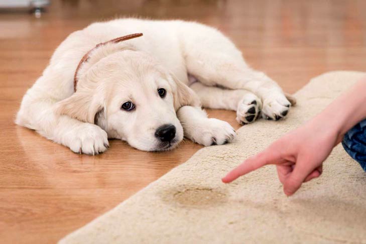 Housetraining and Potty Training Your Puppy