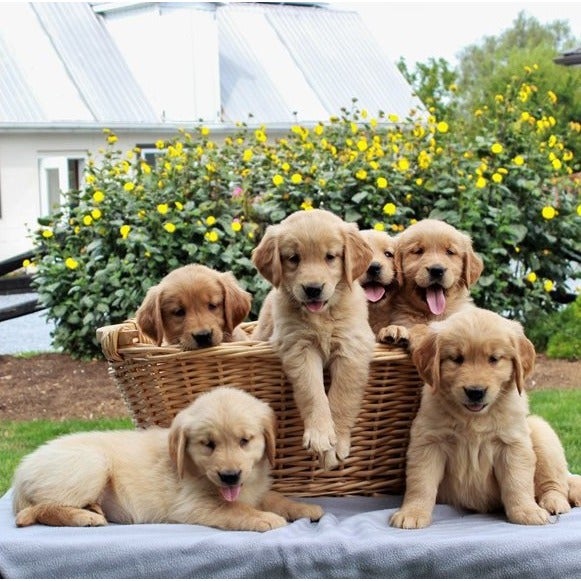 All About Baby Golden Retriever